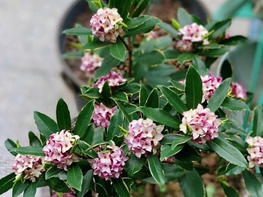 養金邊瑞香，要做好「2點」，開花倍棒，滿屋飄香好吉祥