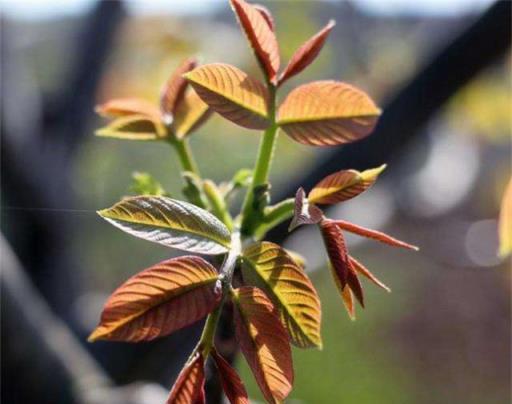 適合庭院種植的8種樹，大氣美觀、寓意極好，花開「顯富貴」