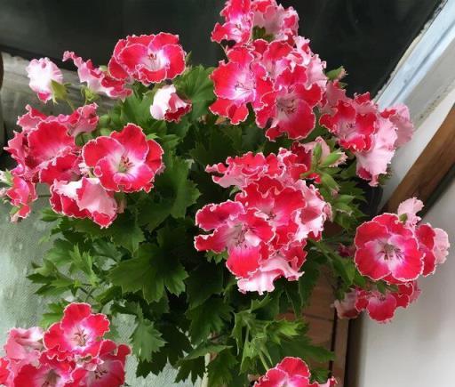 花肥別亂買，養花澆點「花多多」，葉子肥綠，開花多，比啥都好用