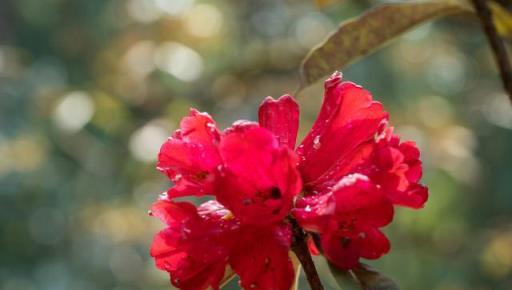 3種「耐寒花」，冬季養在家裡繁花盛開，凸顯春節氣息、寓意美好