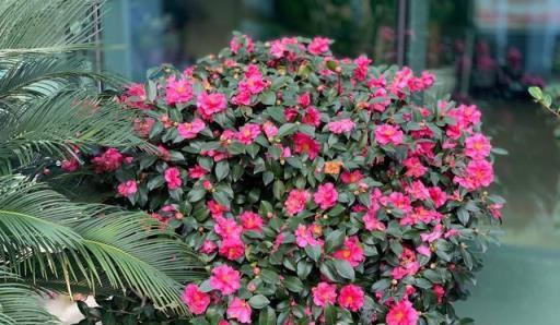 新年養「3種花」，喜慶漂亮好打理，花朵大葉片美，冬季大放光彩