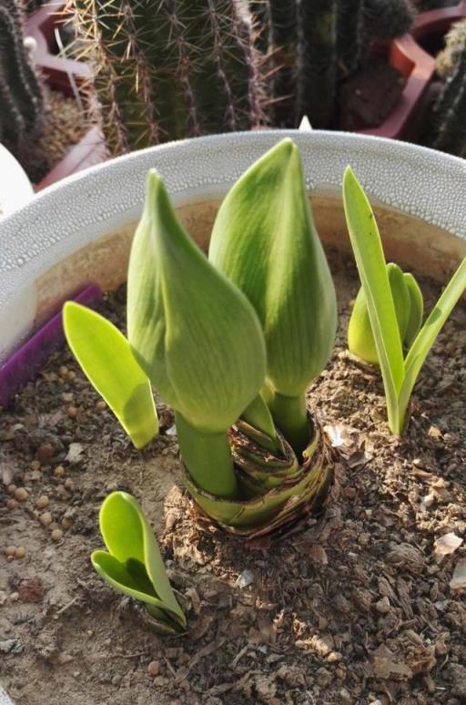 花肥別亂買，養花澆點「花多多」，葉子肥綠，開花多，比啥都好用