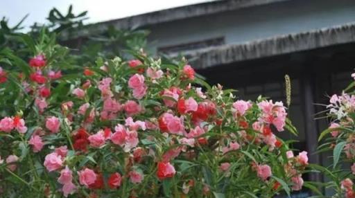 10種「漂亮花」，春天撒幾粒種子，長滿小花園，開出一片「花海」