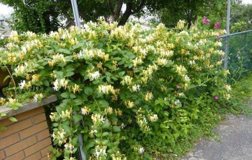 鮮花家裡放，花旺人更旺，6種「漂亮花」，越養「家越旺」