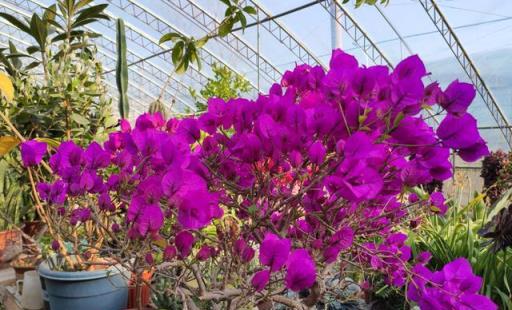 春季三角梅養護三步法，促花芽爆發，花朵簇擁無葉