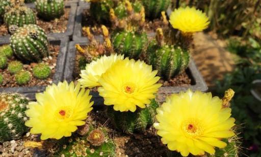 養花「三種土」，任何植物都能用，但是環境不同，選擇就要不同