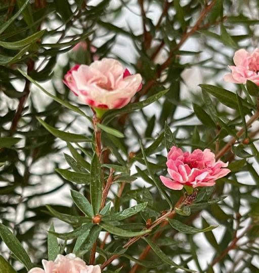 陽臺養盆它，做「2點」，花苞上千個、開不停、枝葉繁茂像小樹