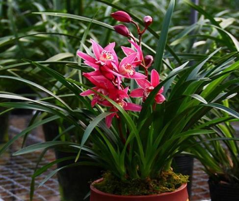 蘭花界的「香罐子」，花開就能香飄滿園，花紅葉綠，特別美