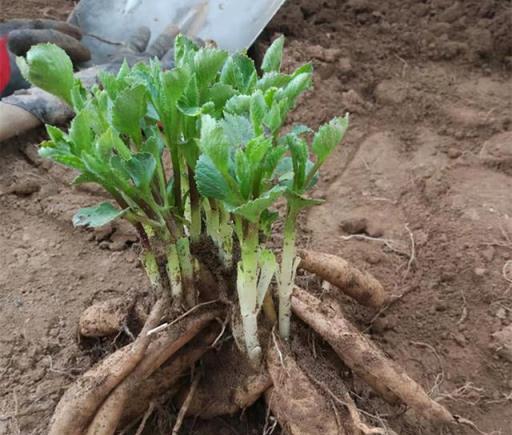 3月要來了，花盆裡加「3種肥」，植物根系壯、枝葉茂，長勢特別好