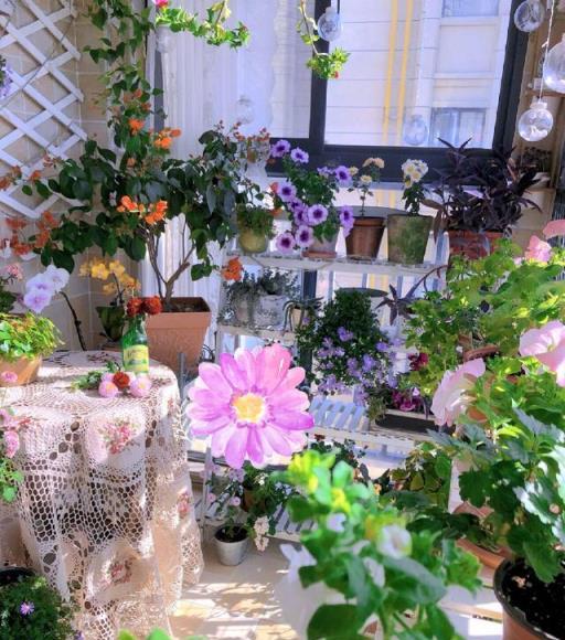封閉陽臺「造花園」,推薦10個開花機器,讓你的陽臺全年有花看-imomo植物識別