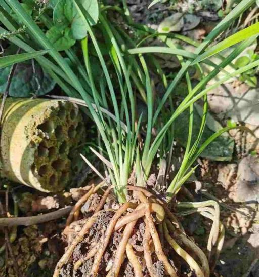 這些花超能「吃土」，翻翻盆，以後開花多長得旺