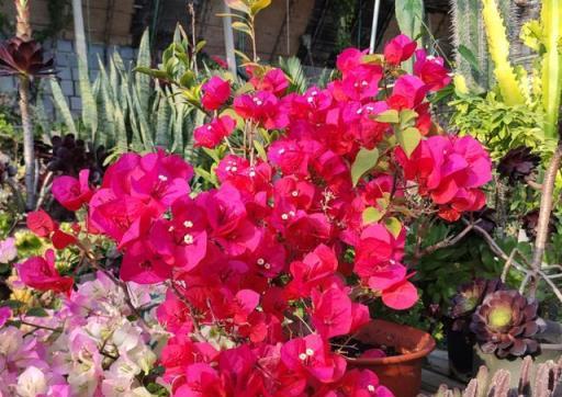 春季三角梅養護三步法，促花芽爆發，花朵簇擁無葉