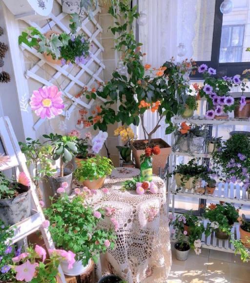 封閉陽臺「造花園」,推薦10個開花機器,讓你的陽臺全年有花看-imomo植物識別