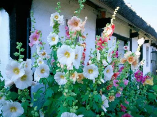 10種「漂亮花」，春天撒幾粒種子，長滿小花園，開出一片「花海」