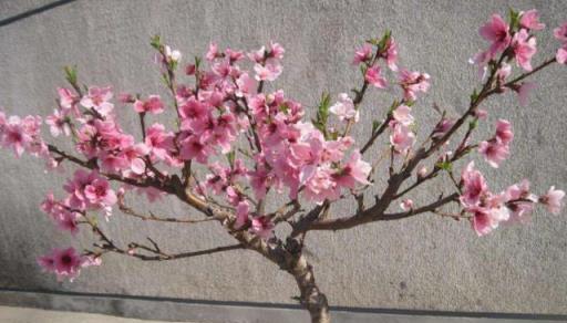 四種「鎮宅花」，養成老樁威武霸氣，家裡養一盆，漂亮又美觀