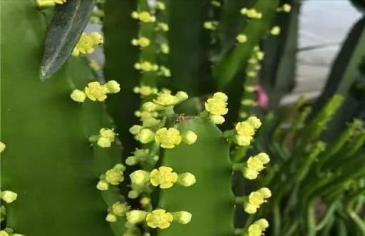 五種「鎮宅花」，聽名字就很「霸氣」，關鍵還好養