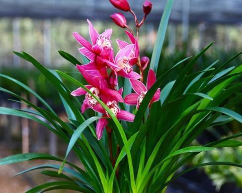 蘭花界的「香罐子」，花開就能香飄滿園，花紅葉綠，特別美