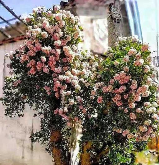 媽媽養了十八年的玉樹開花了，那叫一個「花團錦簇」，太厲害了