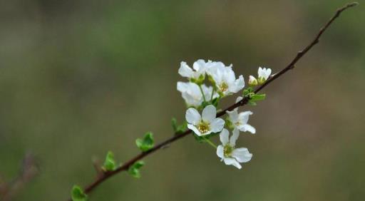 這5種年宵花卉開完花直接扔掉，不會2次復花，浪費時間還佔位置