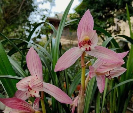 這些花超能「吃土」，翻翻盆，以後開花多長得旺