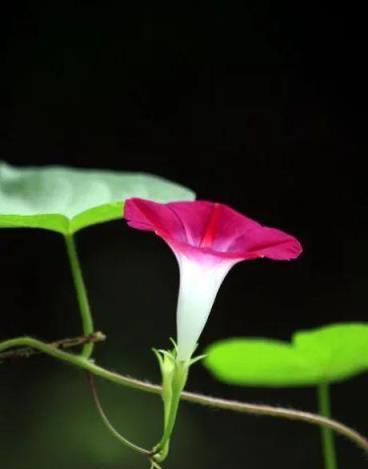 分享圖片——最難忘的牽牛花（喇叭花）