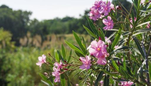 6種「大毒花」，春天正開花，看見離遠點，避免中毒