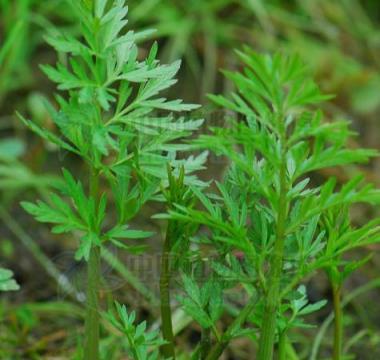 12種「大毒花」，出門見到要「遠離」，家裡有老人小孩的要小心