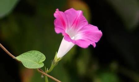 分享圖片——最難忘的牽牛花（喇叭花）