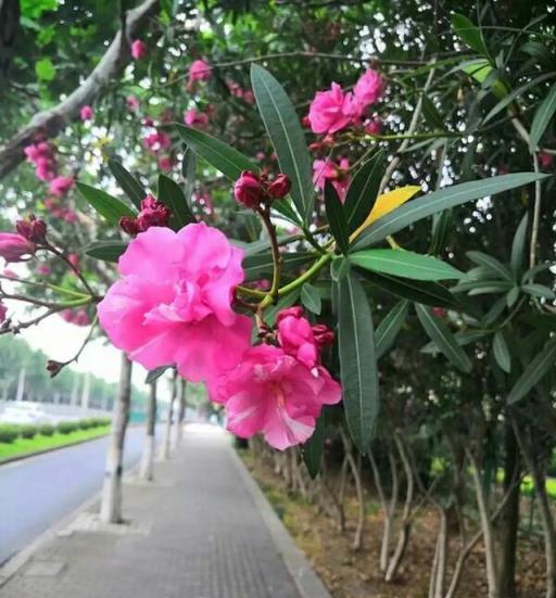 12種「大毒花」，出門見到要「遠離」，家裡有老人小孩的要小心