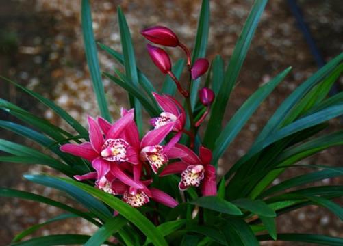 蘭花界的「香罐子」，花開就能香飄滿園，花紅葉綠，特別美