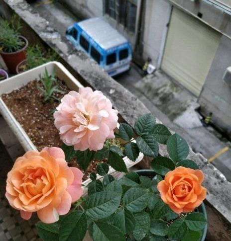 ​養月季，學會「抹芽」，去弱留強，去除交叉枝，後期開花更多