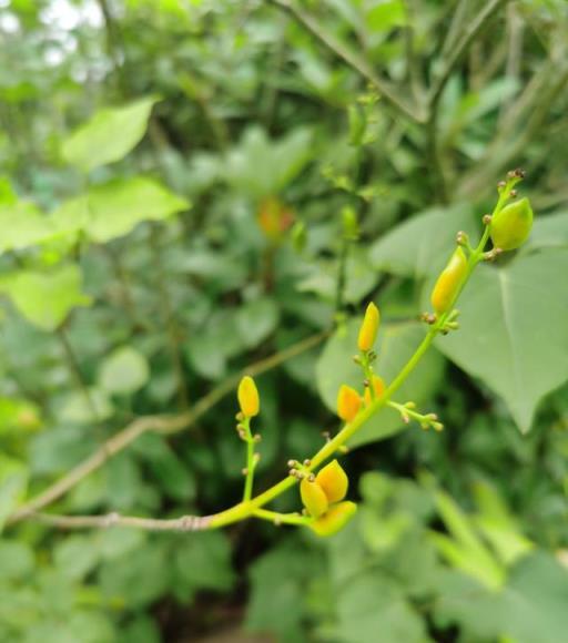 丁香花品種介紹，想不到有這樣的含義，快來看看