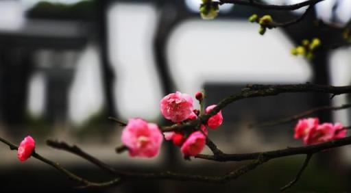 散與群芳自在春，古詩詞裡春天的梅花，每一朵都驚豔了春天