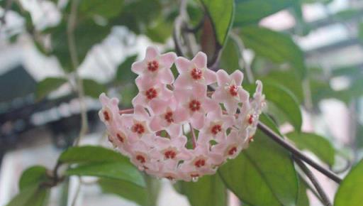 衛生間潮溼有異味，養上5種「吸味花」，祛溼除味還能「滅菌」