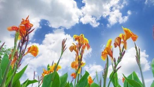 10種夏天開花的花卉，開花好看又好養