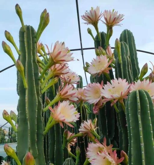 很多人家都養的「鎮宅花」，高大又霸氣，聽名字就有安全感