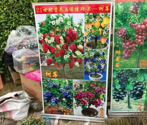 5種花卉，春天謹慎買，買了難養活，已列入「黑名單」