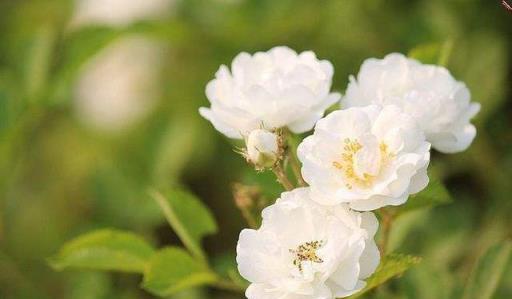 這「五種花」最好扔掉，因為很難養「出狀態」，近期別再花錢買了