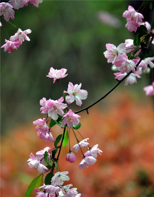 這3組植物，很容易混淆，特別是貓眼竹芋和孔雀竹芋