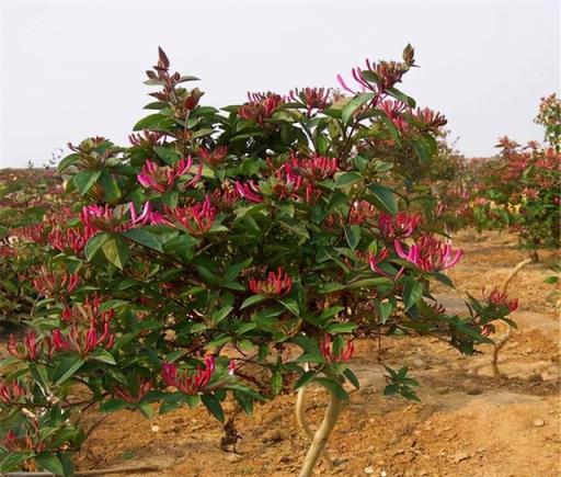 家裡養金銀花，有金有銀「有錢花」，摘花泡茶，養人旺家