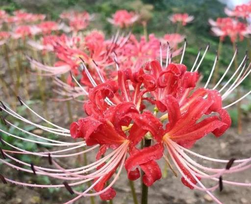 養花要重視健康，這5種花已經被拉入「黑名單」，好看也要離遠點