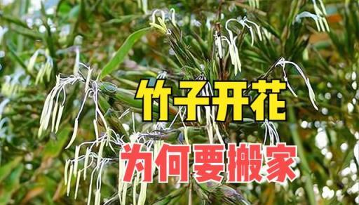 俗語「竹子開花，趕緊搬家」，竹子開花有啥預兆？為何要搬家？