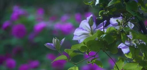 李子柒的院子奼紫嫣紅，她栽培了這幾種花草，看看你家有沒有？