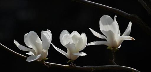 仲春三月玉蘭花開，10首最美玉蘭花詩詞，看霓裳片片，賞束素亭亭