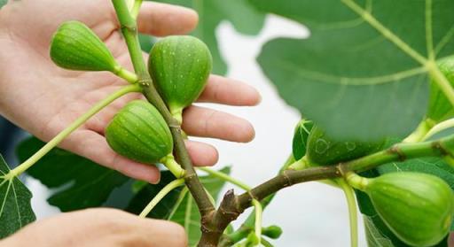 春天怎麼養護無花果盆栽？長勢不含糊，2個月枝頭上掛滿果實