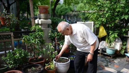 老中醫愛的「仙草花」，開花極漂亮，採花煲湯，養人健康