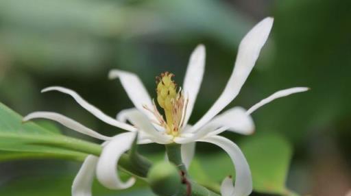 3月白蘭花有「4個怕」，避開後葉子又肥又綠，早早開出「漂亮花」