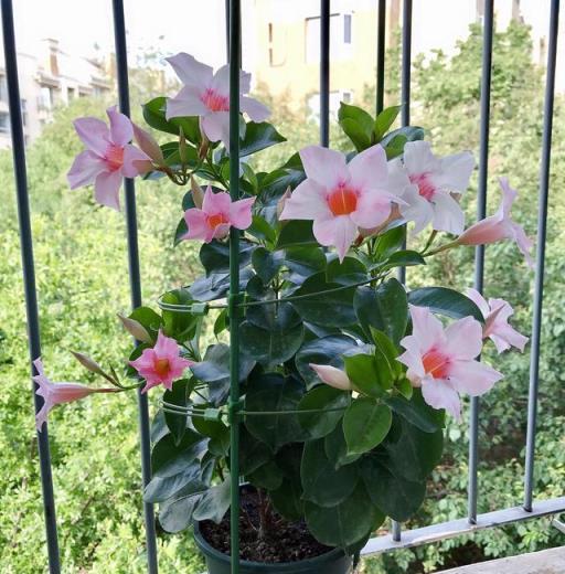 適合陽臺養的藤本花卉—飄香藤，皮實好養，花色清新，常年有花開