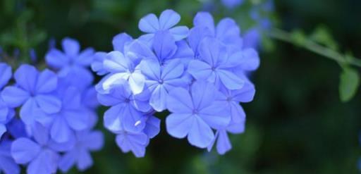 藍雪花「冒芽」時期，這幾個操作很重要，長勢更好，開花也能更多