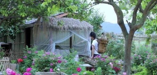 李子柒的院子奼紫嫣紅，她栽培了這幾種花草，看看你家有沒有？